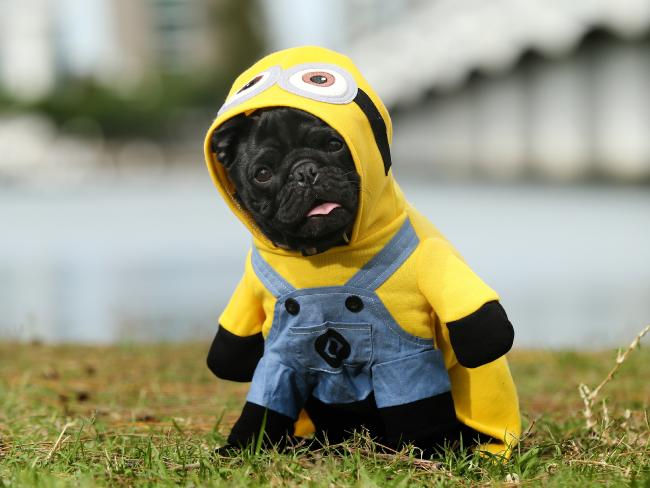 So hot right now: Doggy fashion