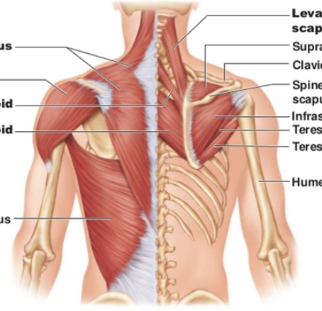Overhead Mobility Considerations for Triathletes in the Water