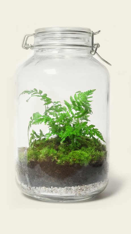 First Terrarium