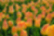 field of Orajestad DHB tulips
