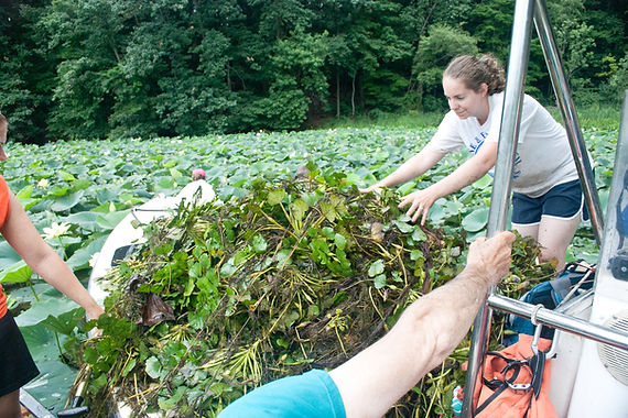 Pennsylvania iMapInvasives, water chestnut removal, Chesapeake Bay Program, prioritize survey and treatment efforts