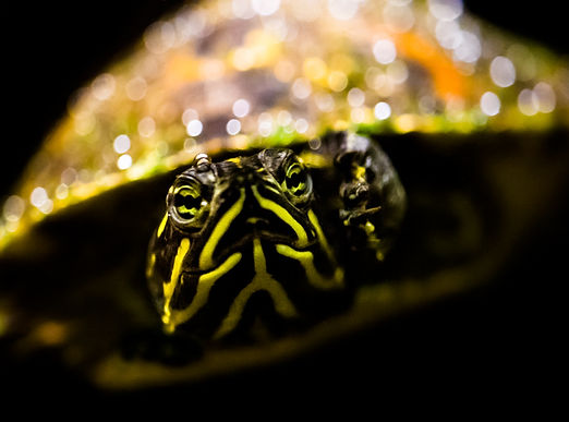 Pennsylvania iMapInvasives, gallery of invaders, yellow-bellied slider, Trachemys scripta scripta