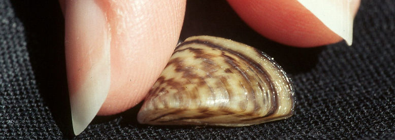 Zebra mussel (Dreissena polymorpha)