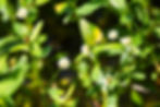 Alligator-weed