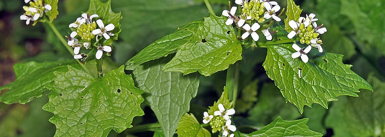 Garlic mustard (alliaria petiolata)