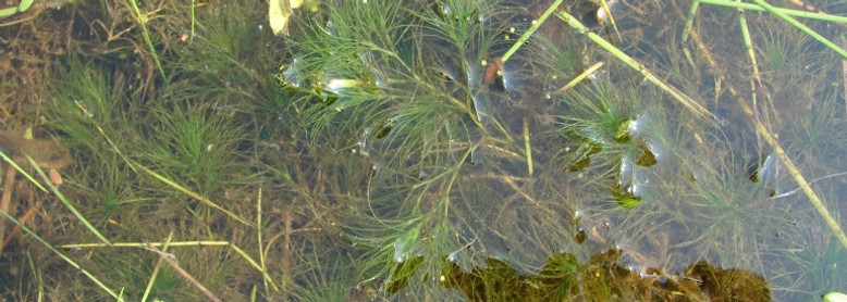 Brittle Naiad (Najas minor)