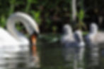 Mute swan