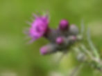 Marsh thistle