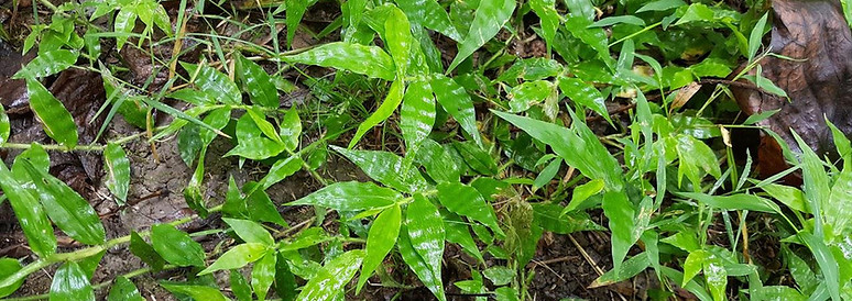 Alligatorweed (Alternanthera philoxeroides)