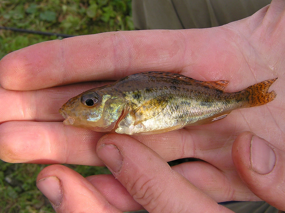 Eurasian ruffe
