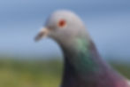 Rock pigeon