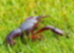 Red swamp crayfish