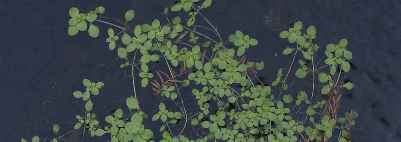 European Water-starwort (Callitriche stagnalis)