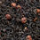Black Tea with Red Berries & Blueberries