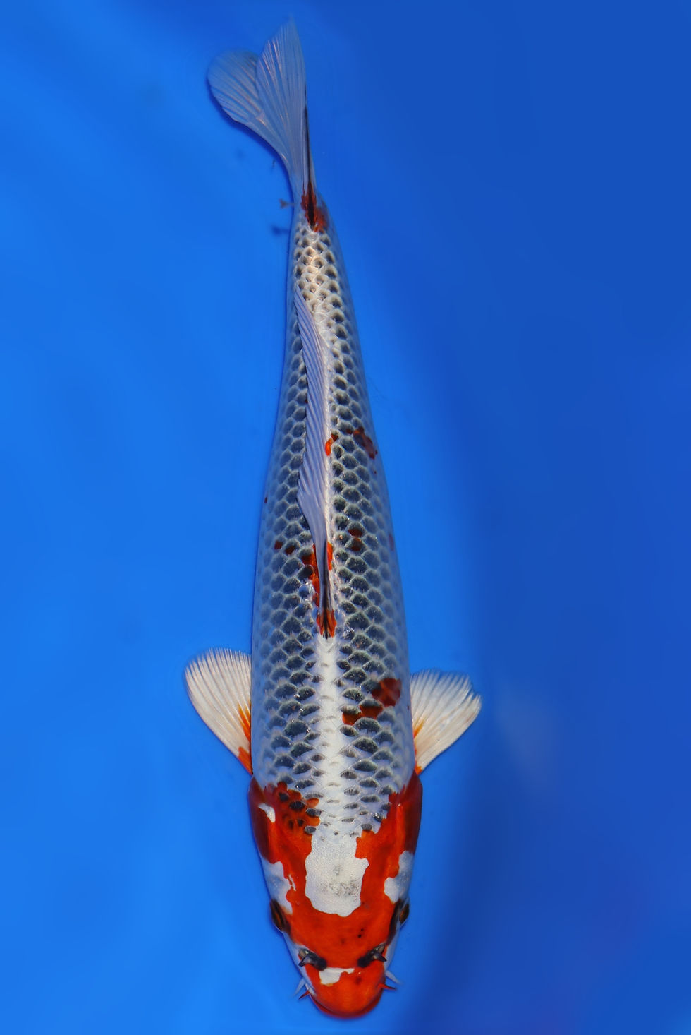 Individual Koi for Sale | New Forest Koi 11/27