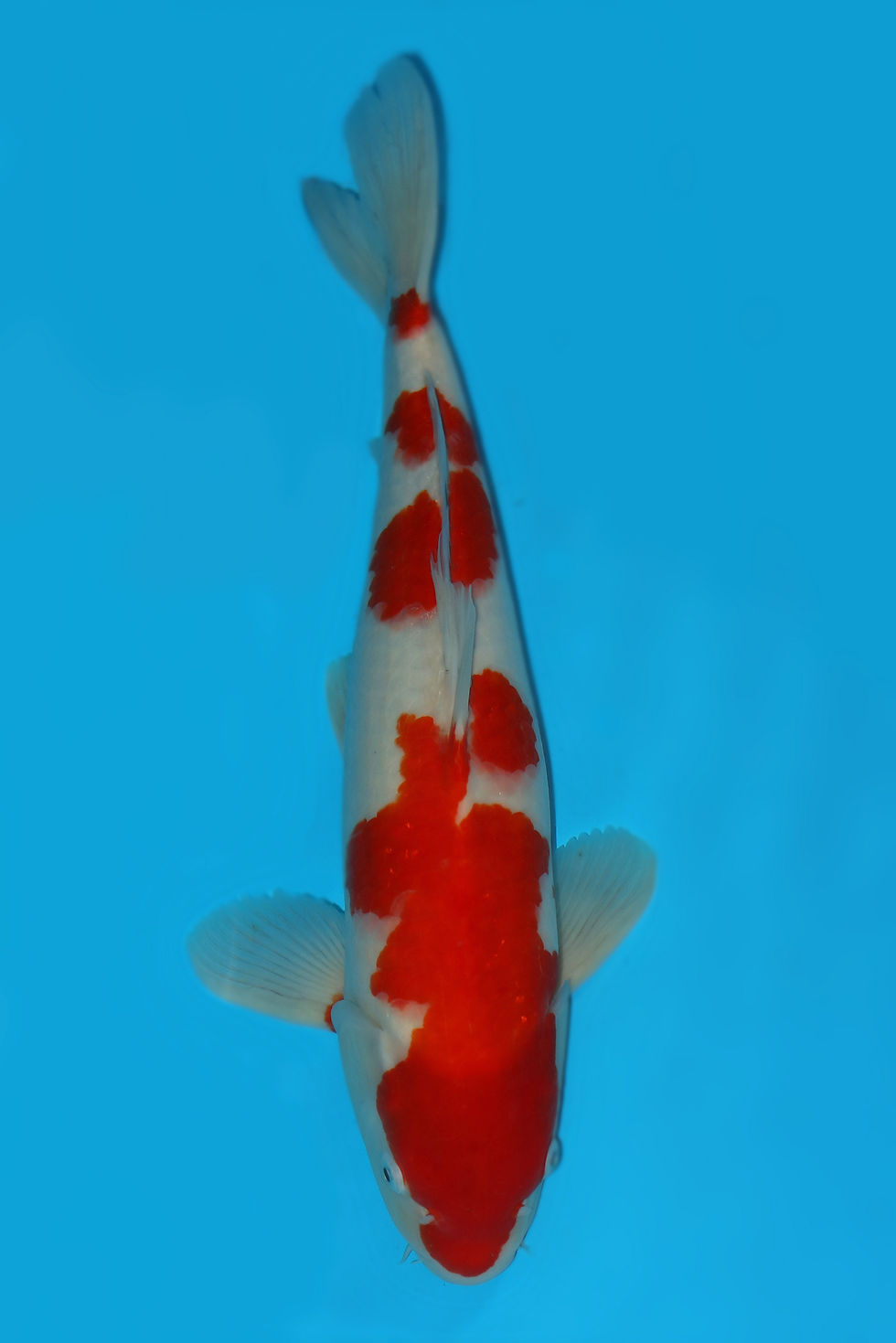 Individual Koi for Sale | New Forest Koi 15/26