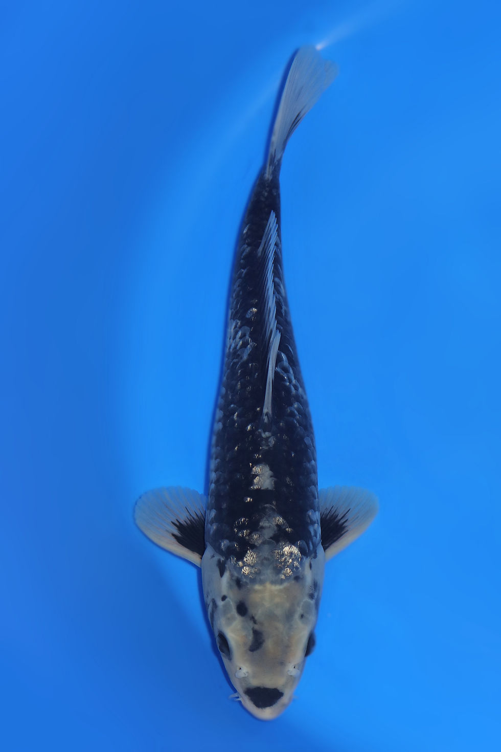 Individual Koi for Sale | New Forest Koi 11/25