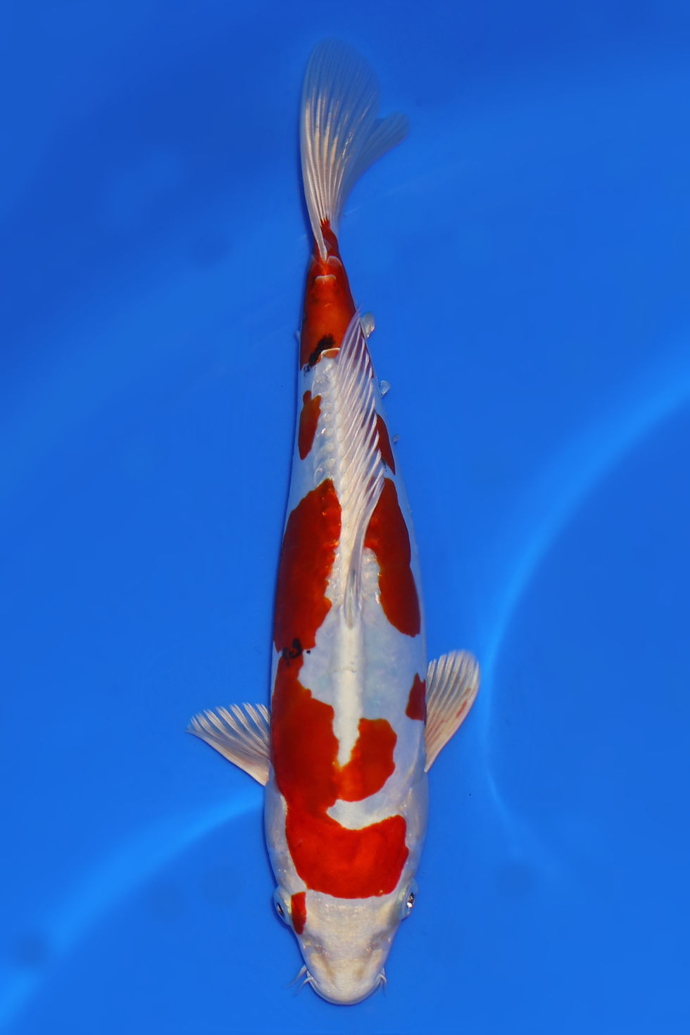 Individual Koi for Sale | New Forest Koi 2/36