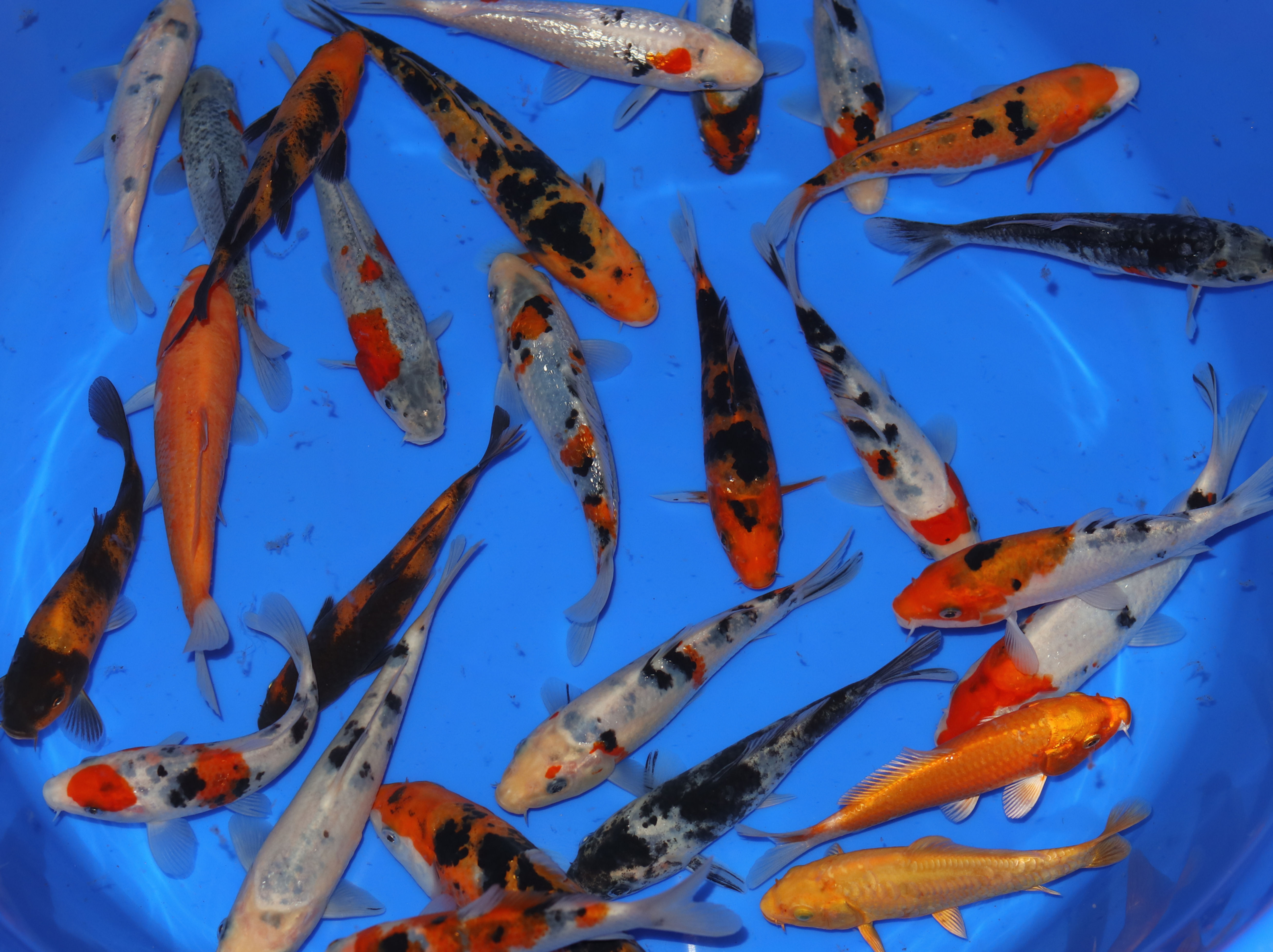 25 x 4-6 inch Mixed Variety Koi. Limited Special Offer!