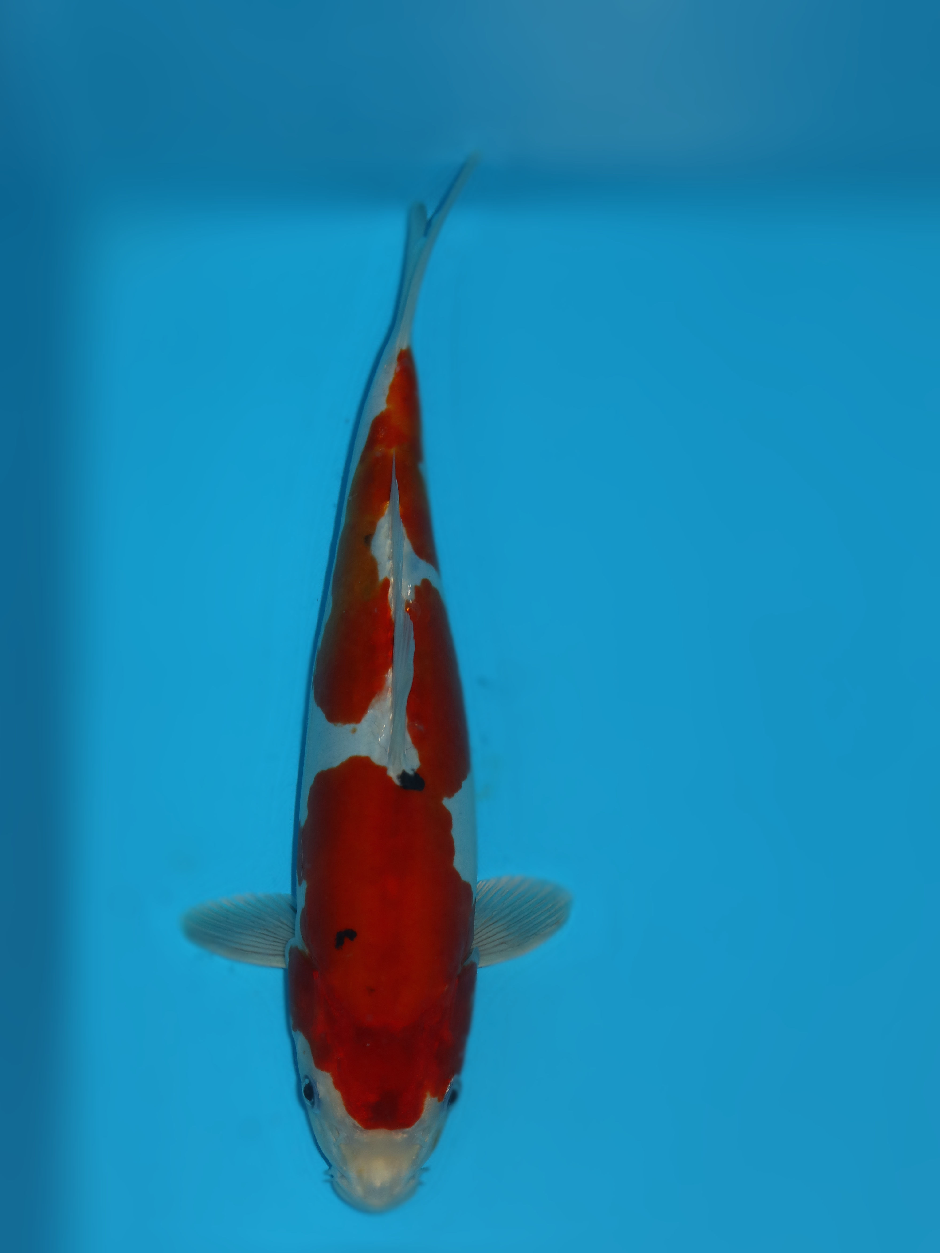 30cm Doitsu Yamatonishiki. Ref: C388