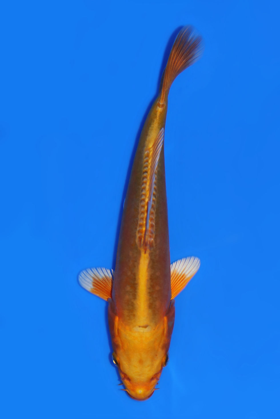Individual Koi for Sale | New Forest Koi 12/23