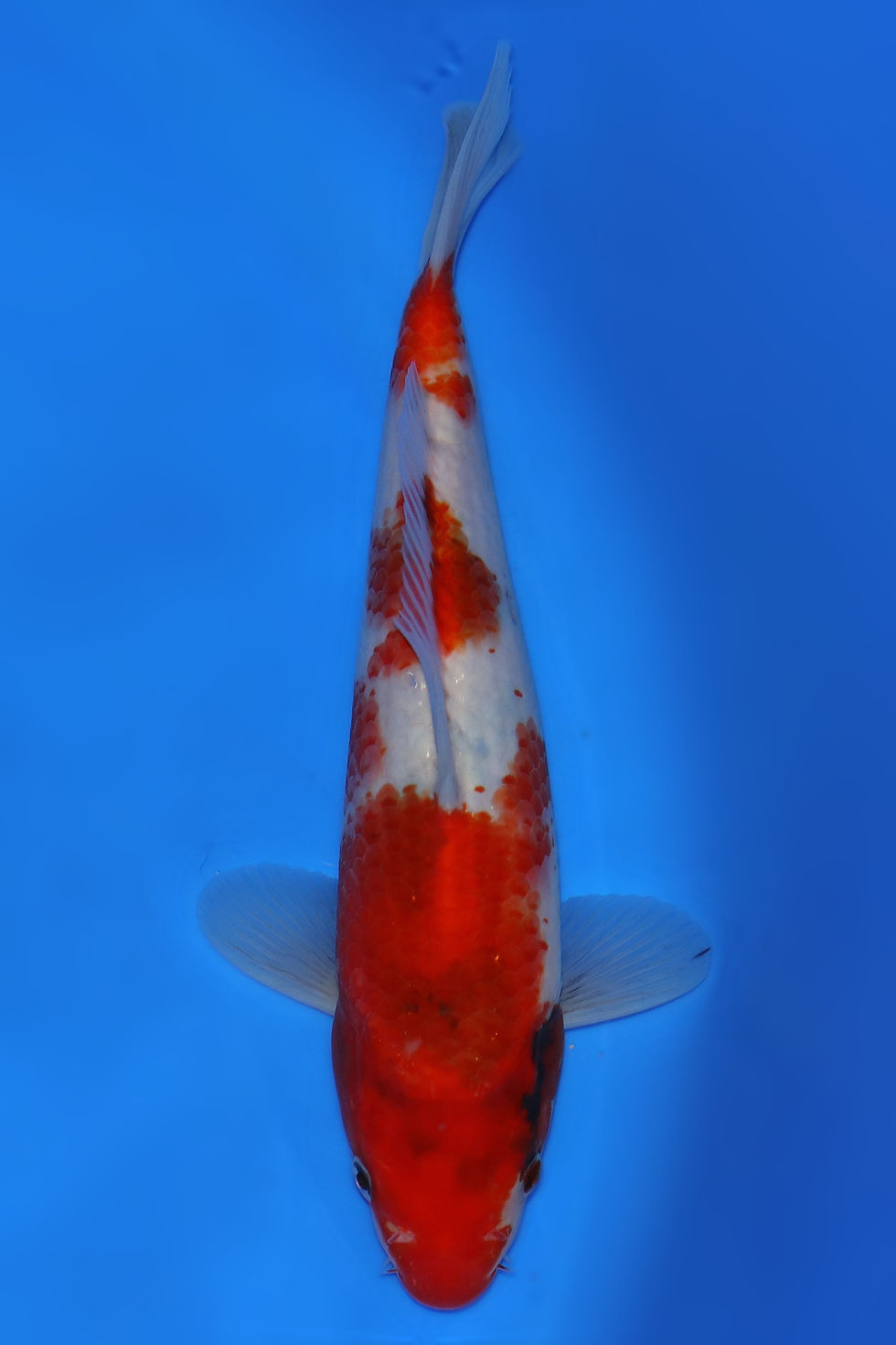Individual Koi for Sale | New Forest Koi 7/30