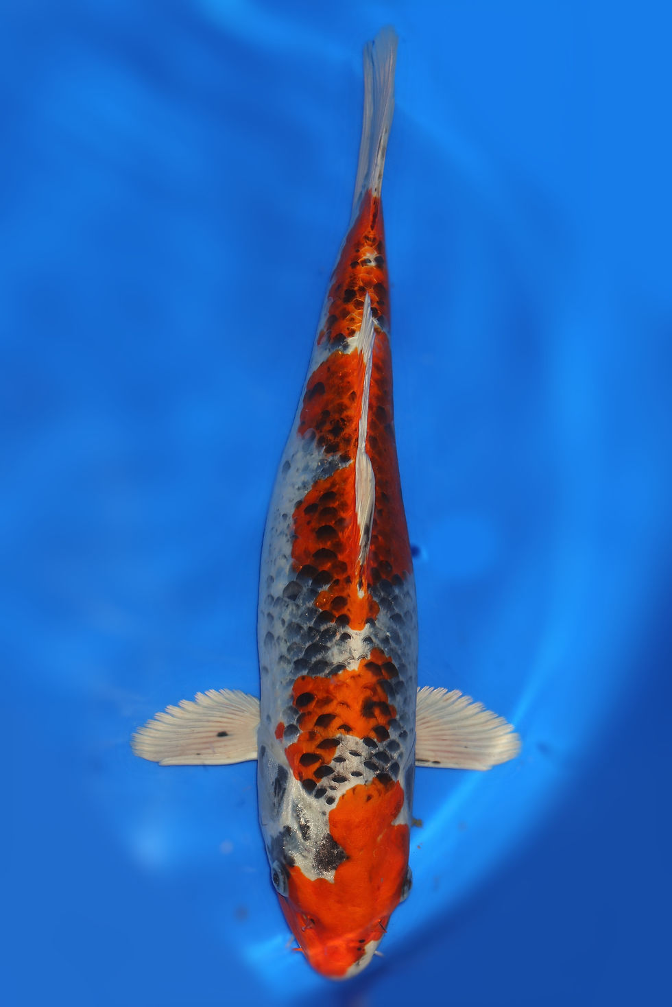 Individual Koi for Sale | New Forest Koi 5/13