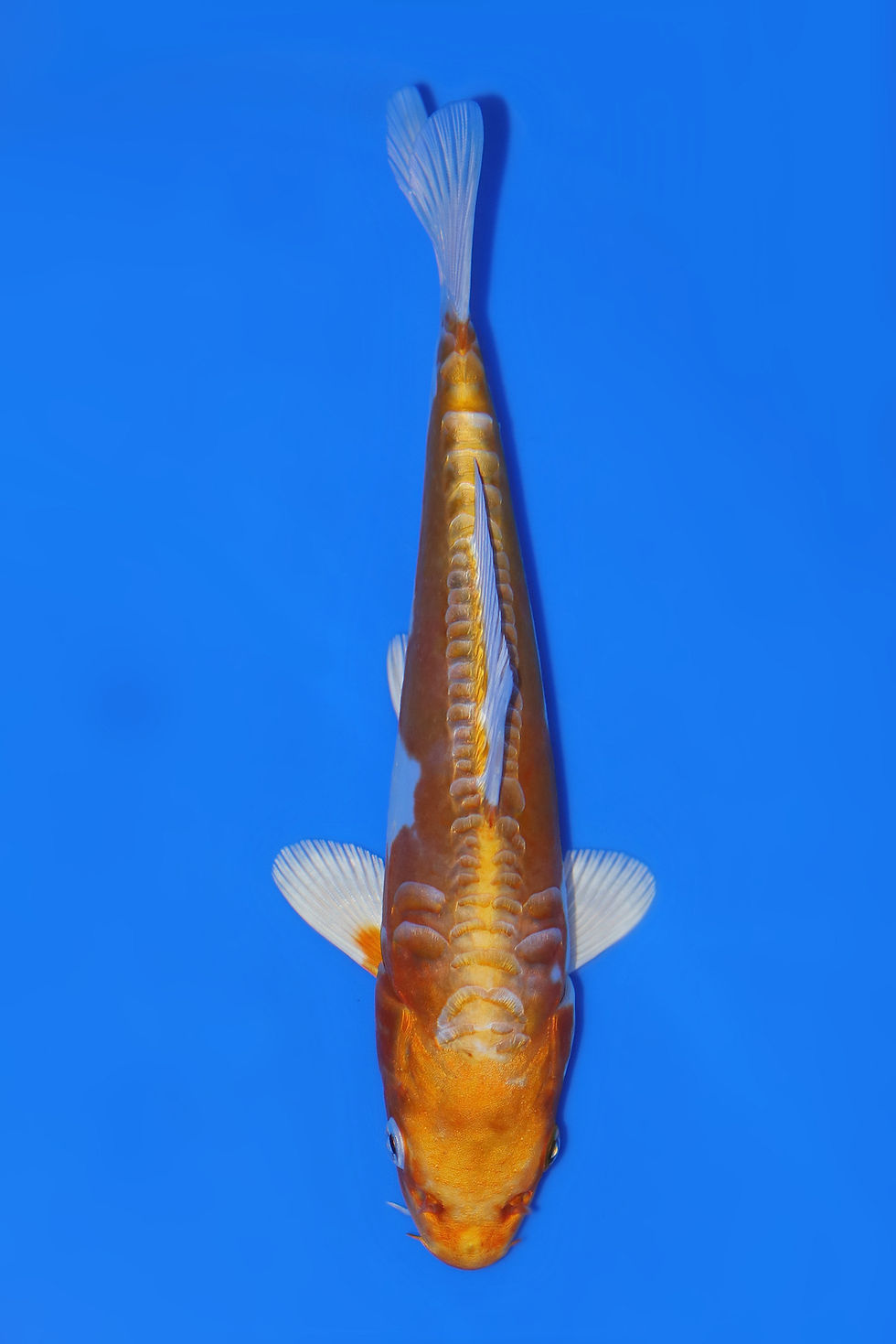 Individual Koi for Sale | New Forest Koi 12/23