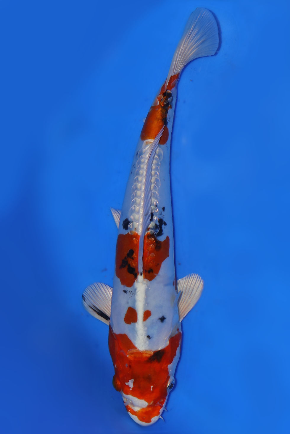 Individual Koi for Sale | New Forest Koi 12/28