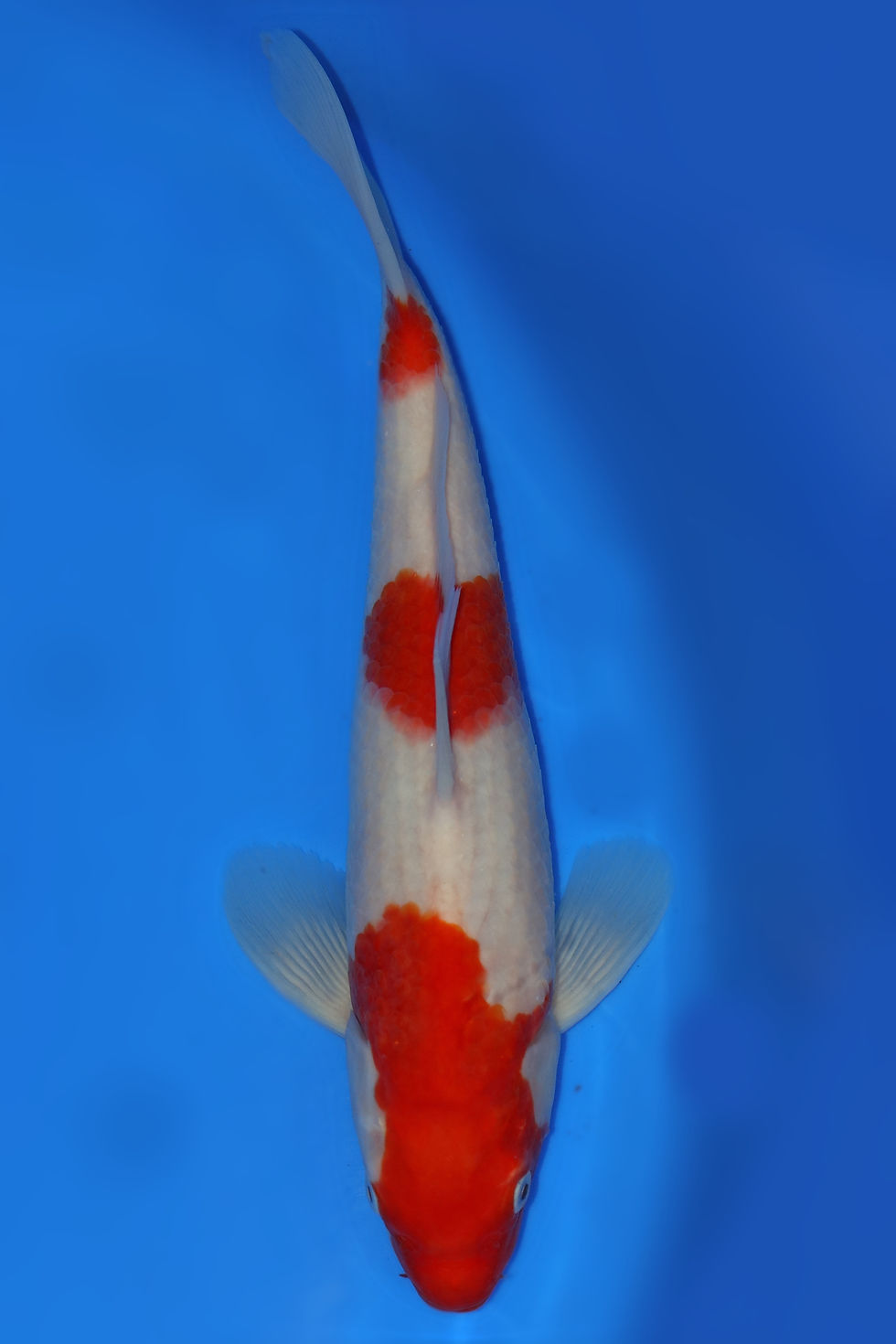 Individual Koi for Sale | New Forest Koi 7/20