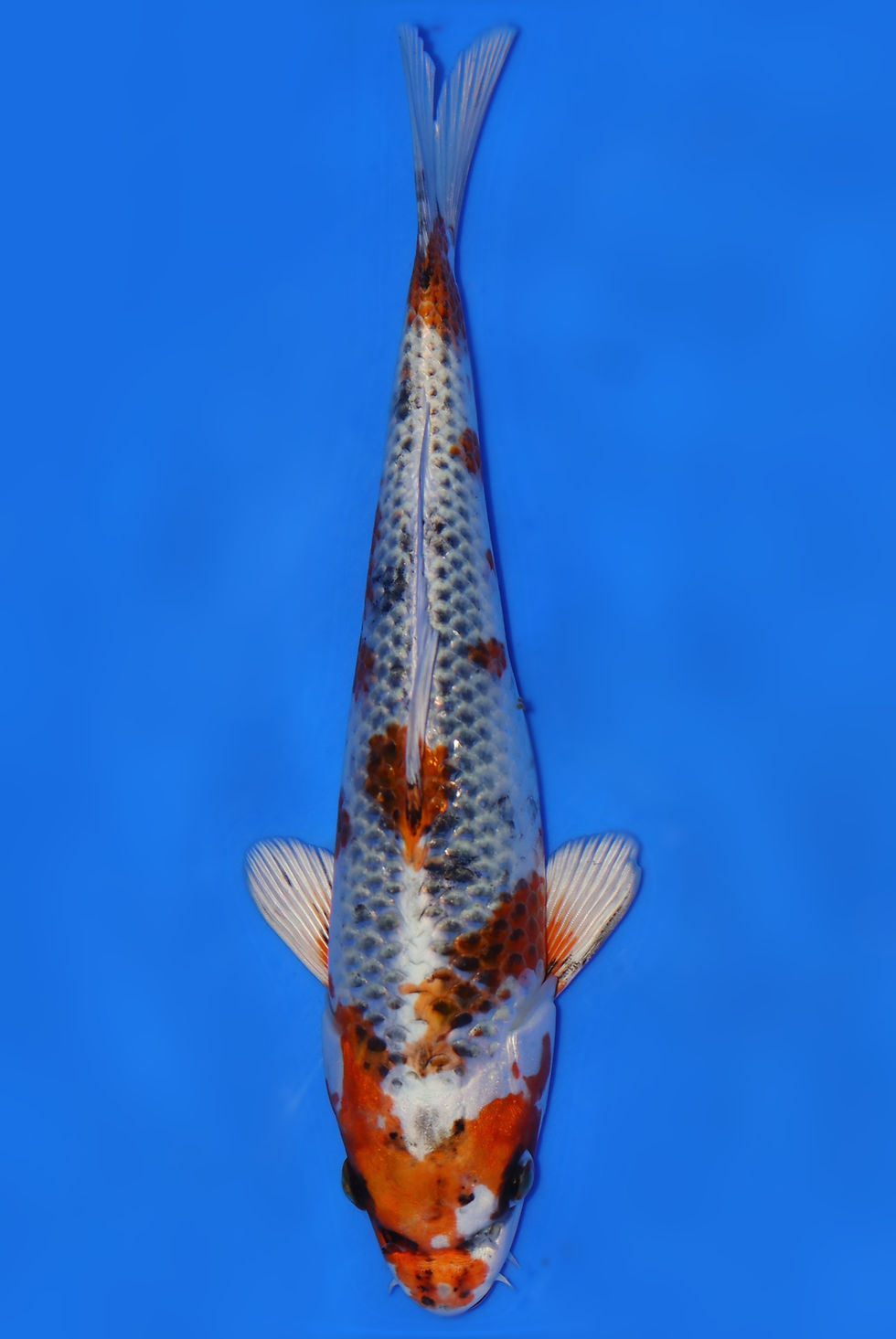 Individual Koi for Sale | New Forest Koi 8/13