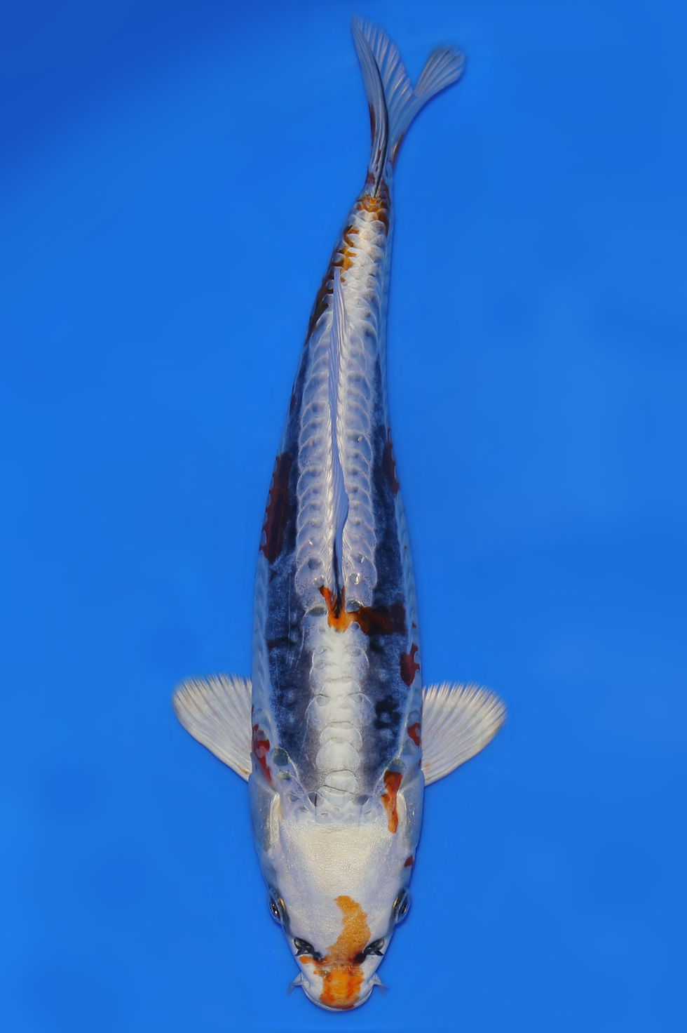 Individual Koi for Sale | New Forest Koi 12/19
