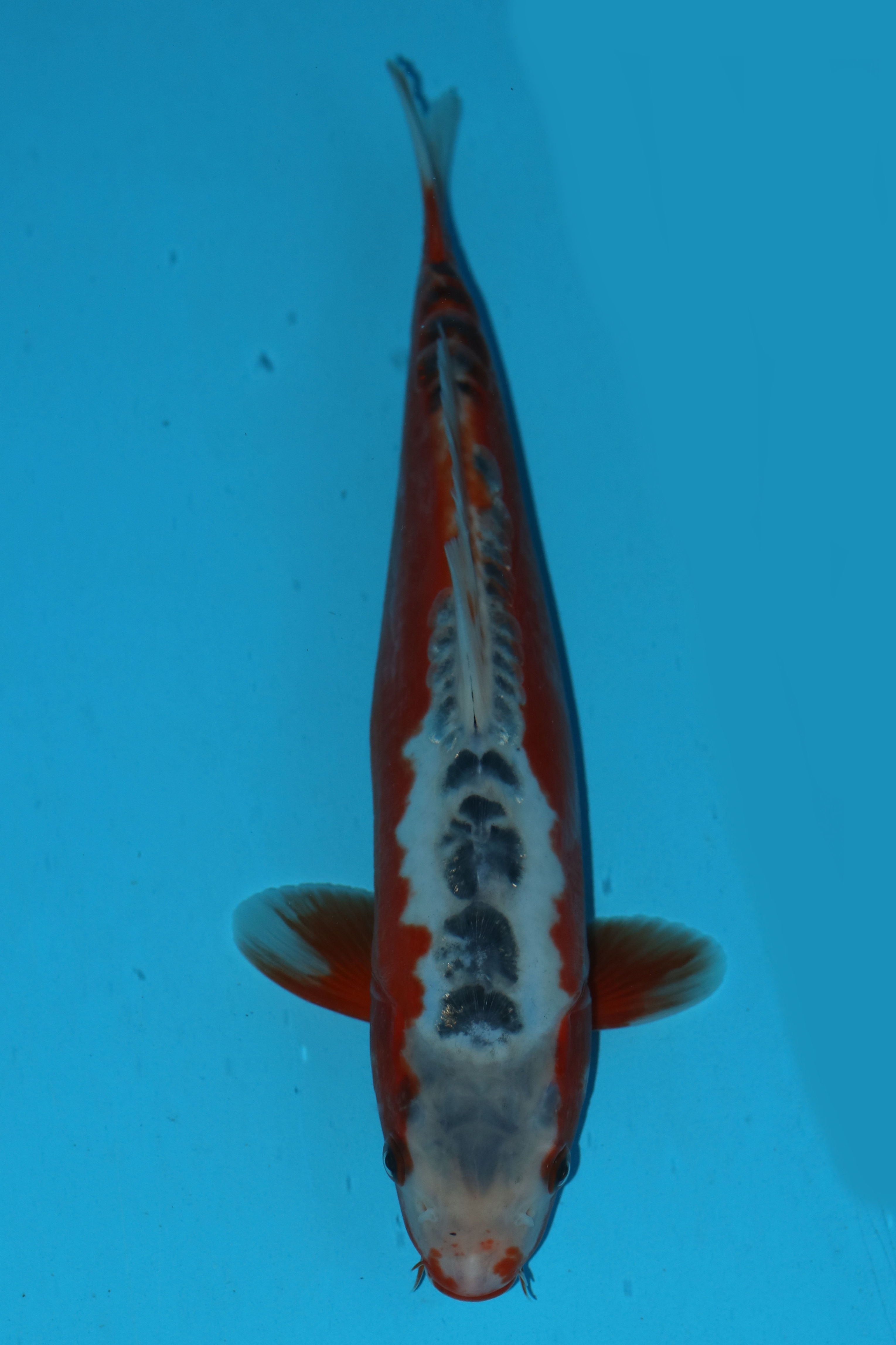 27cm Shusui. Ref: G204