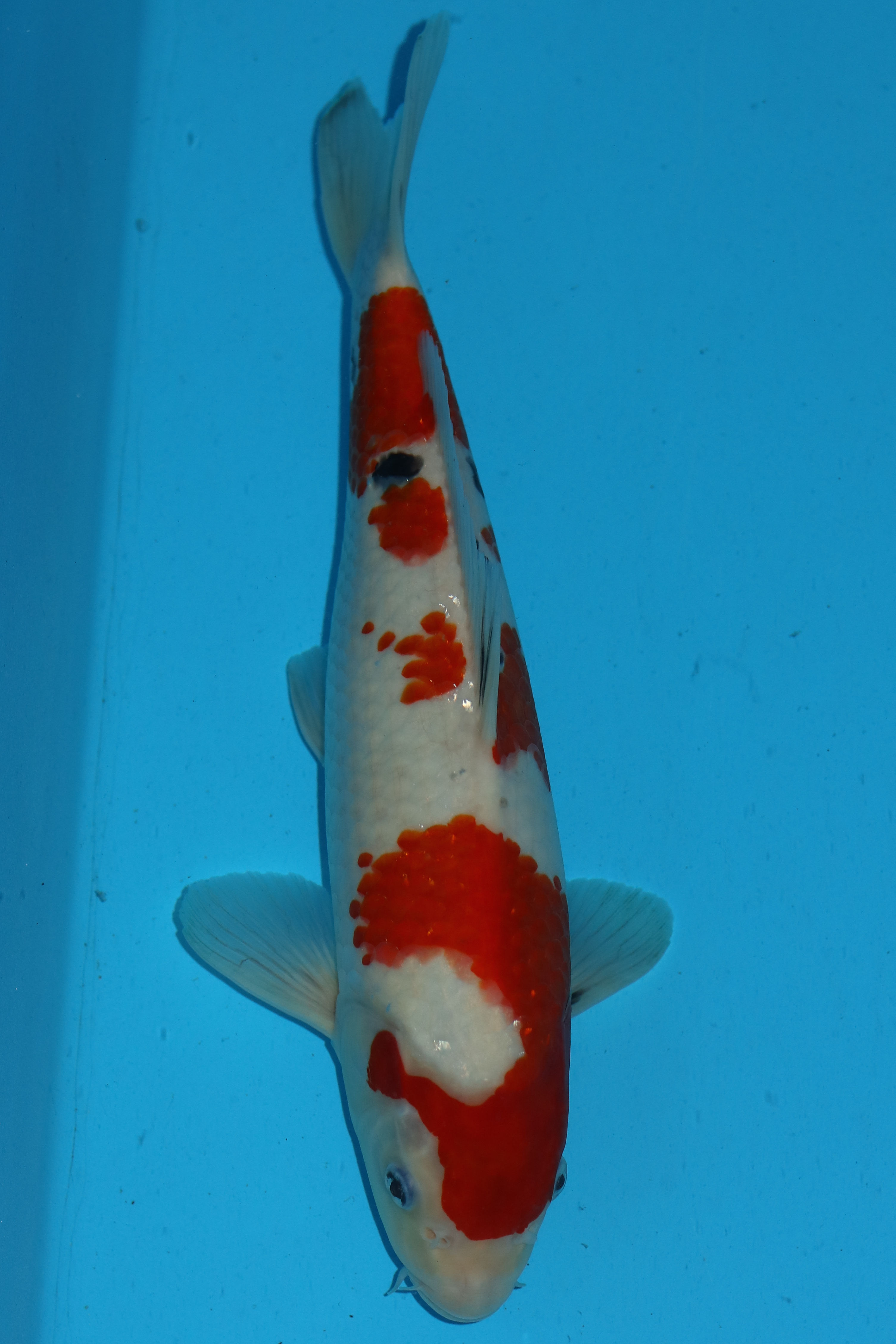 33cm Sanke. Ref: C377