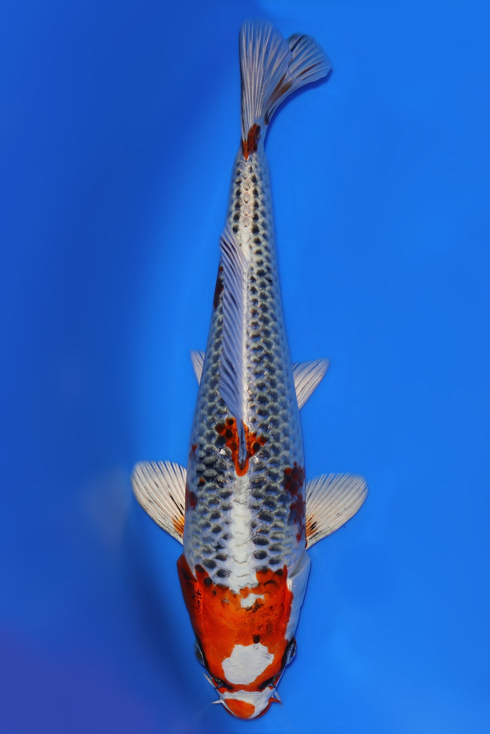 Individual Koi for Sale | New Forest Koi 13/27