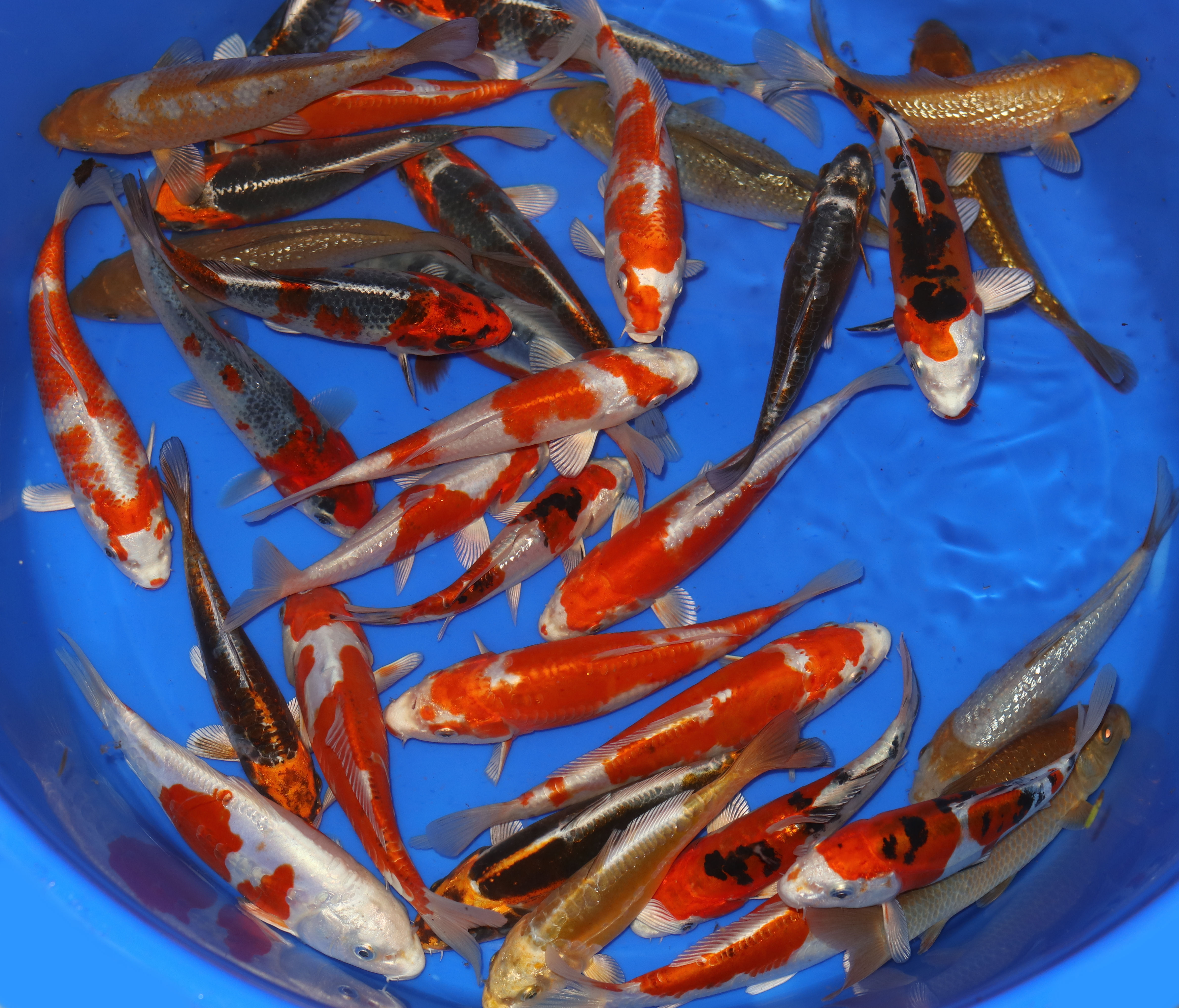 10x 6-7 inch (15-18cm) High Quality, Mixed Variety Koi Box