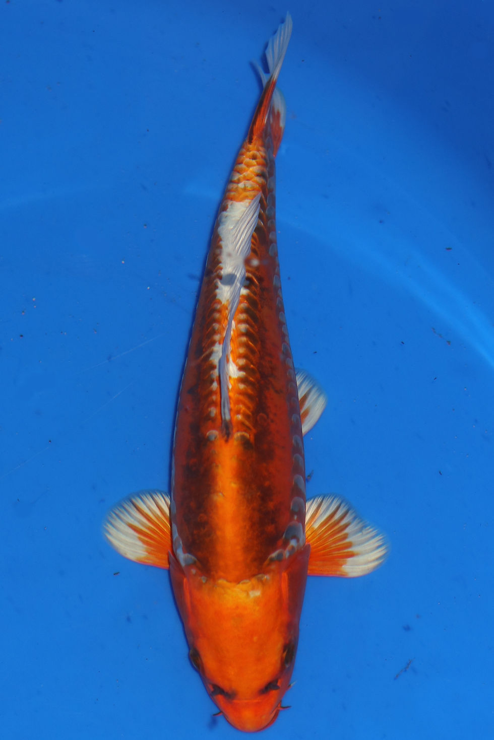 Individual Koi for Sale | New Forest Koi 5/13