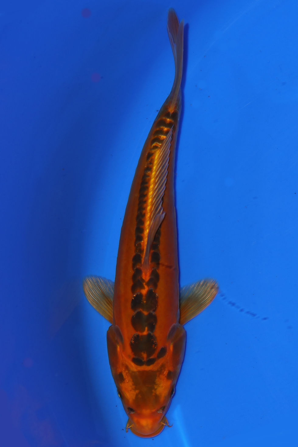 Individual Koi for Sale | New Forest Koi 11/13