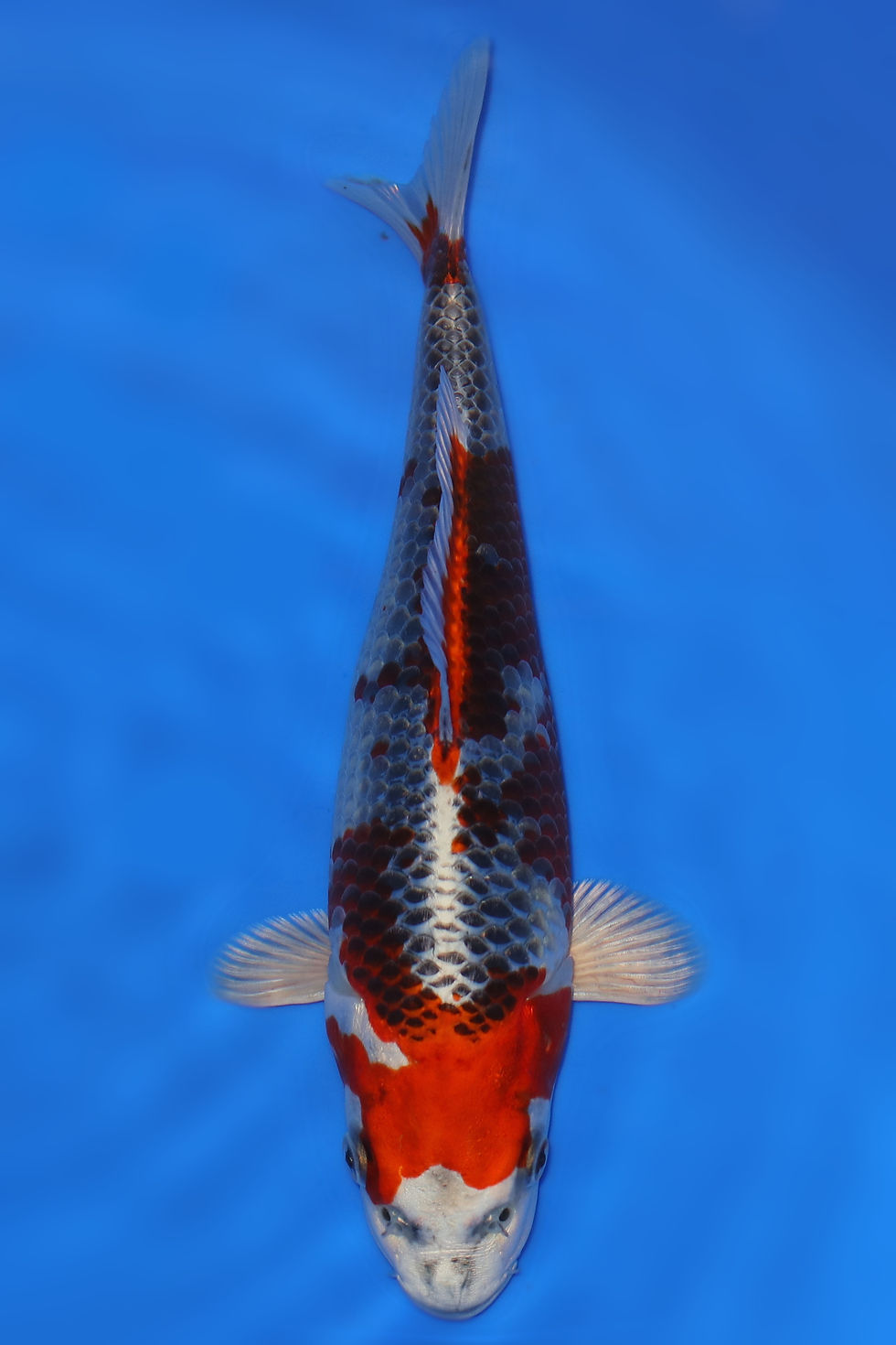Individual Koi for Sale | New Forest Koi 6/18