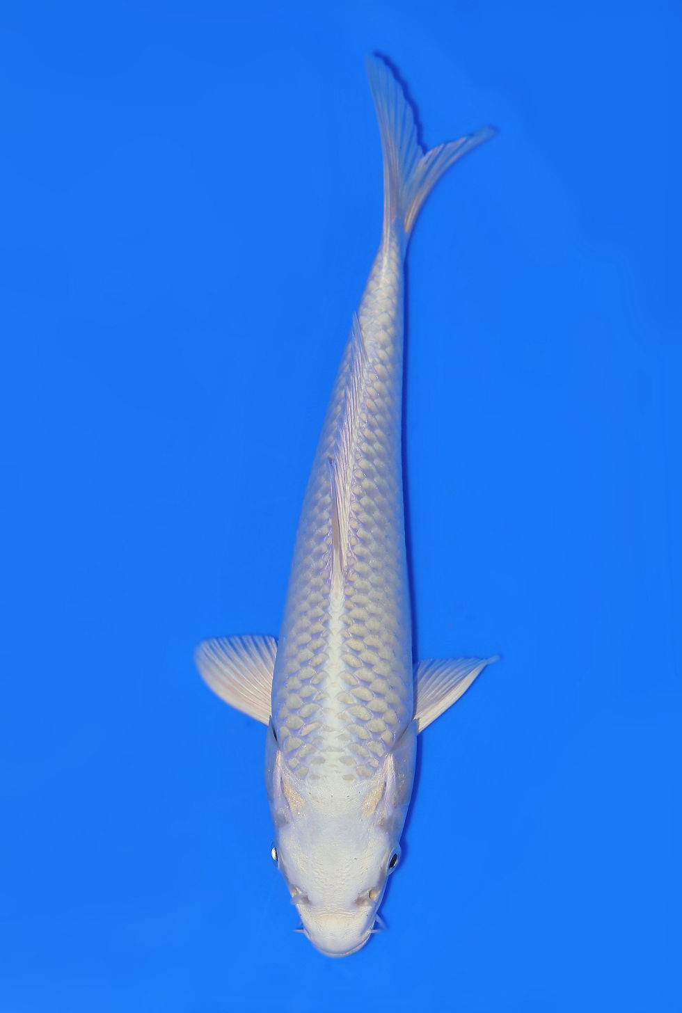 Home | New Forest Koi 2/10