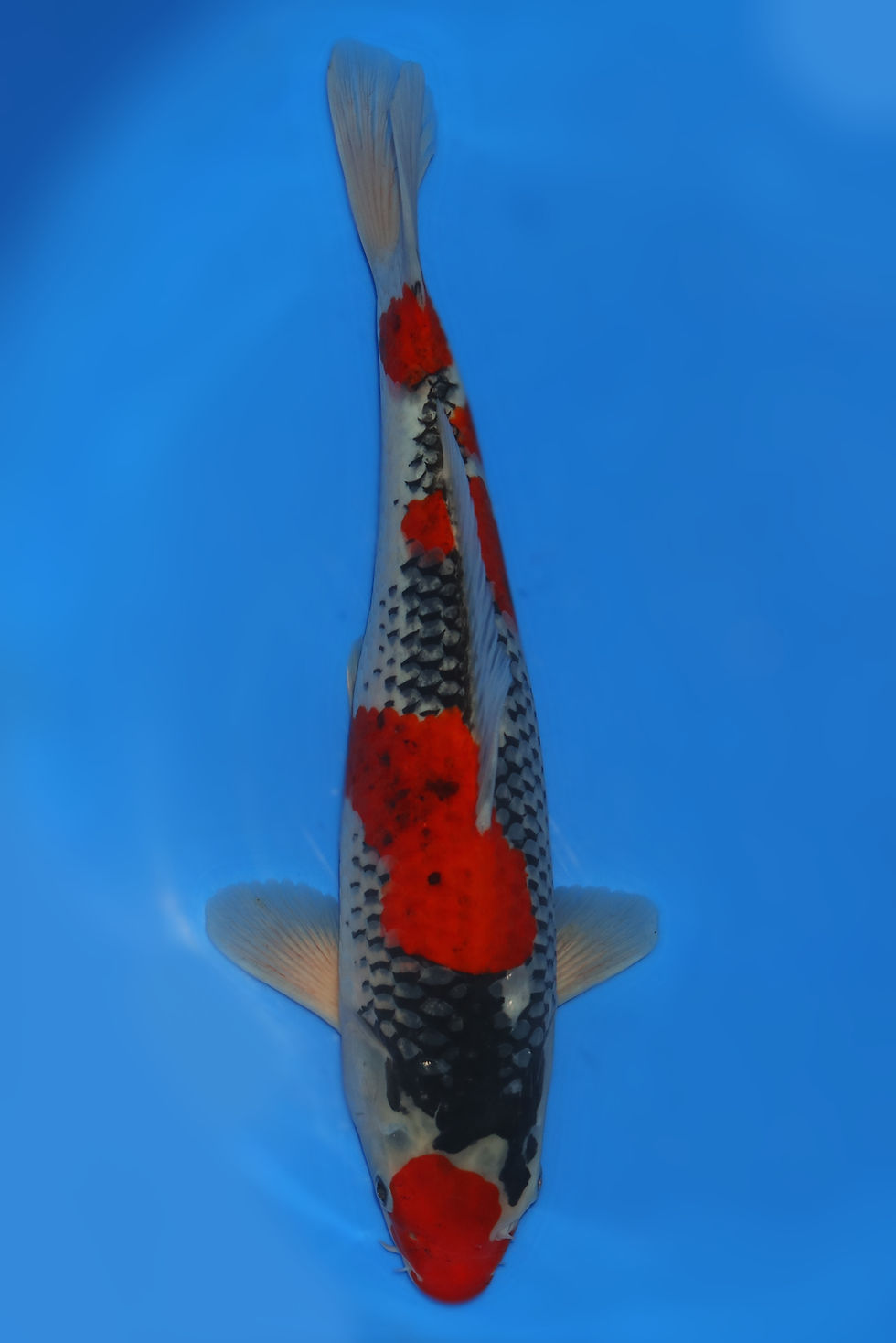 Individual Koi for Sale | New Forest Koi 6/12