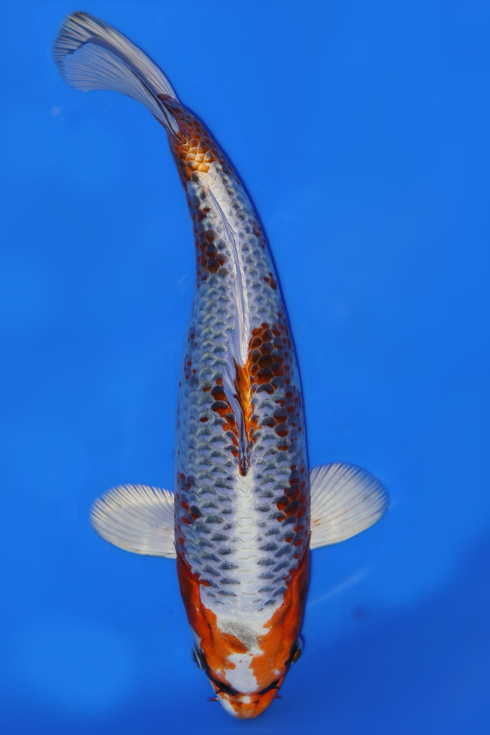 Individual Koi for Sale | New Forest Koi 13/28