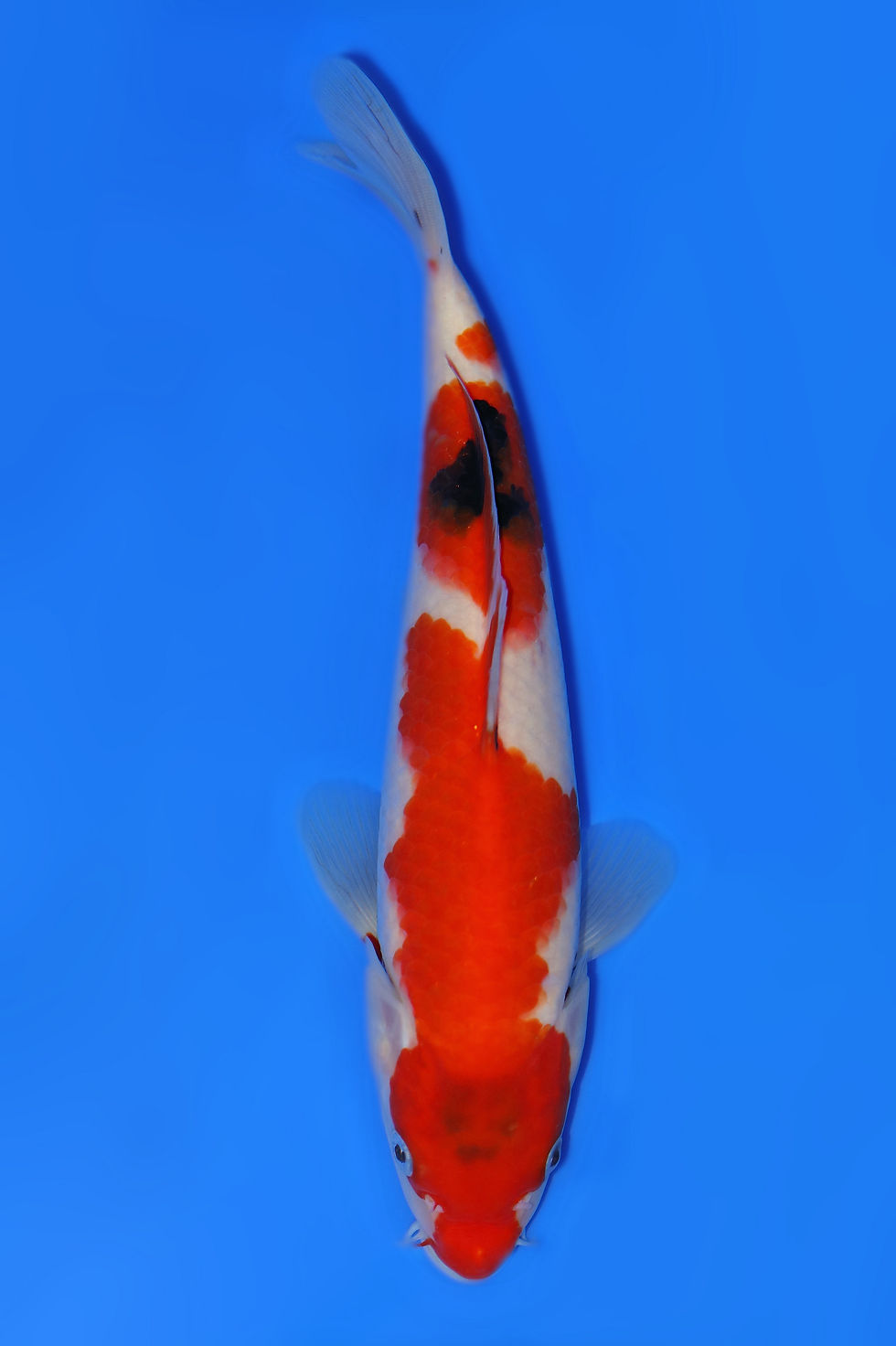 Individual Koi for Sale | New Forest Koi 15/20