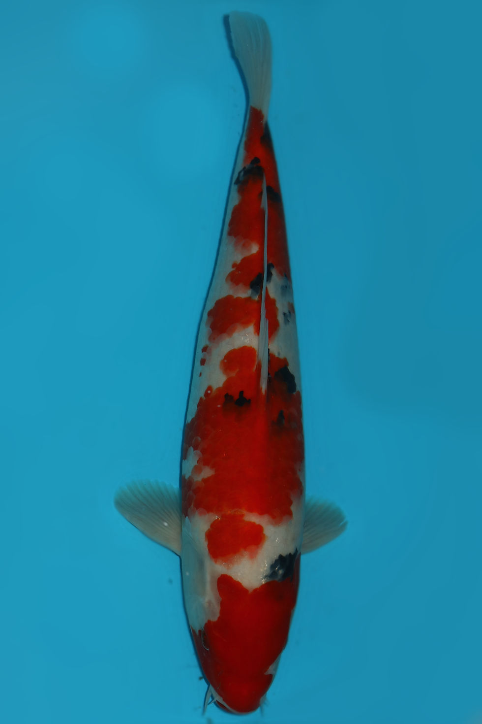 Individual Koi for Sale | New Forest Koi 4/27