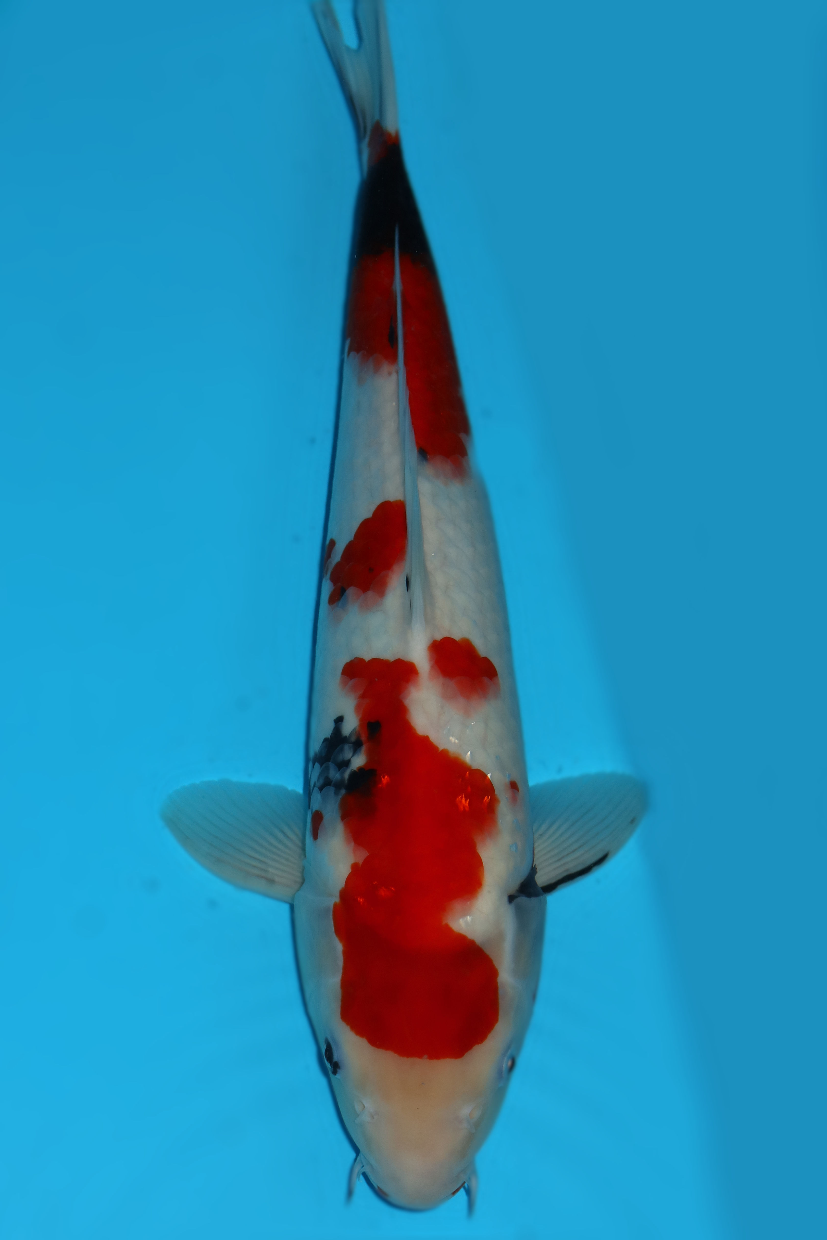 38cm Showa. Ref: K107