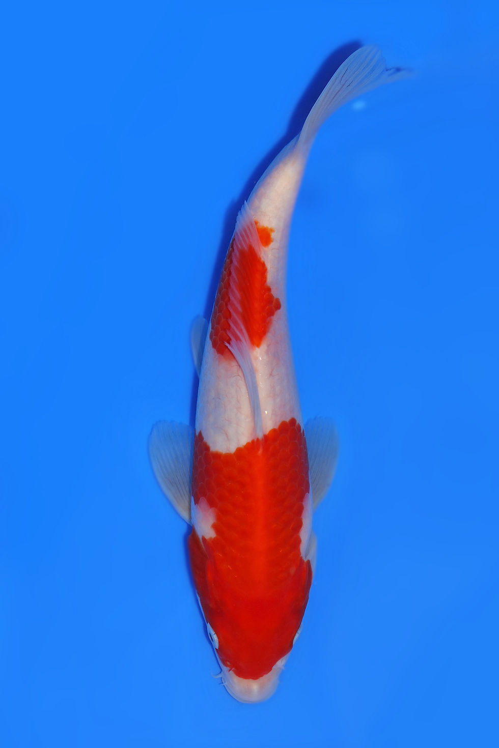 Individual Koi for Sale | New Forest Koi 13/18