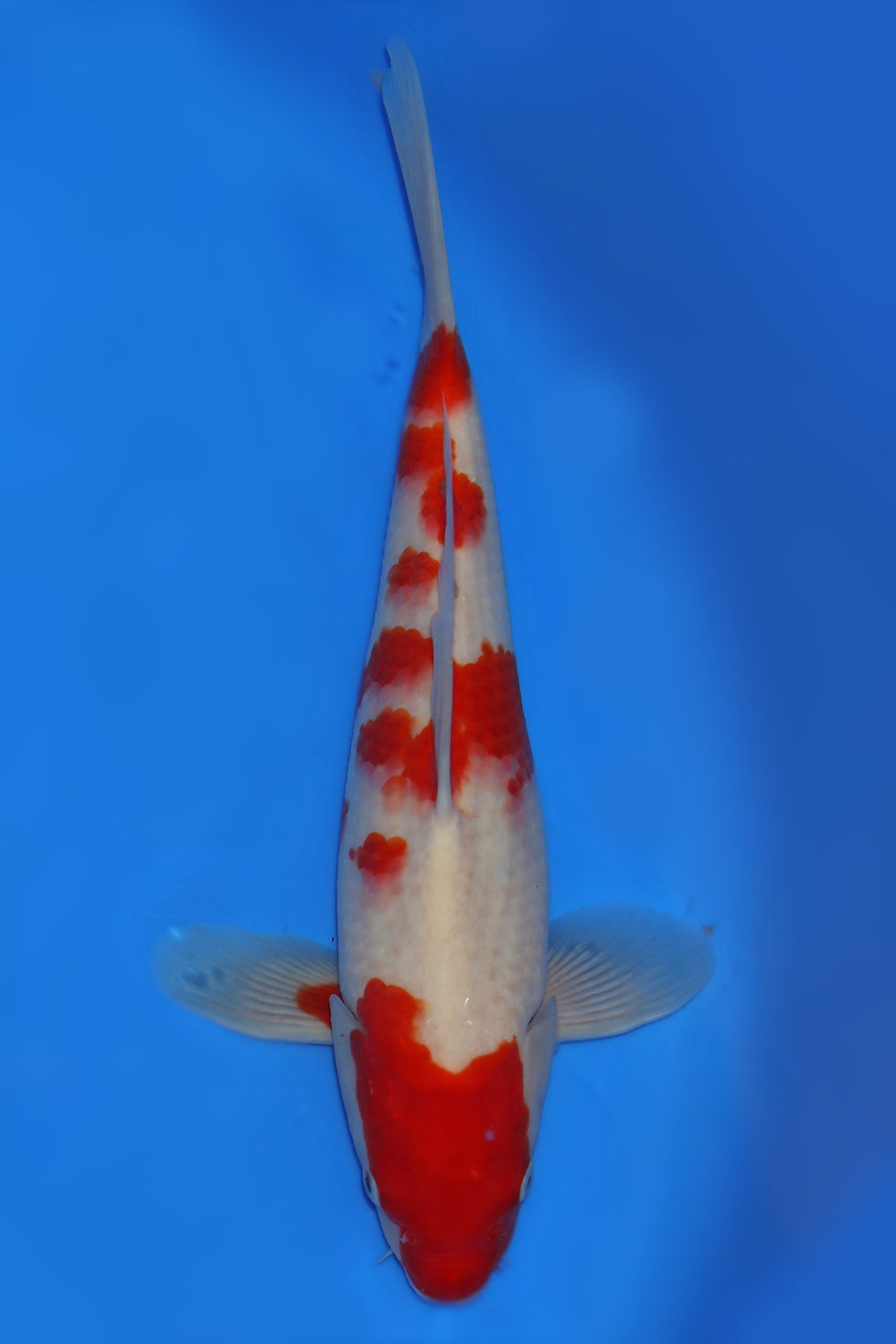 Individual Koi for Sale | New Forest Koi 7/18