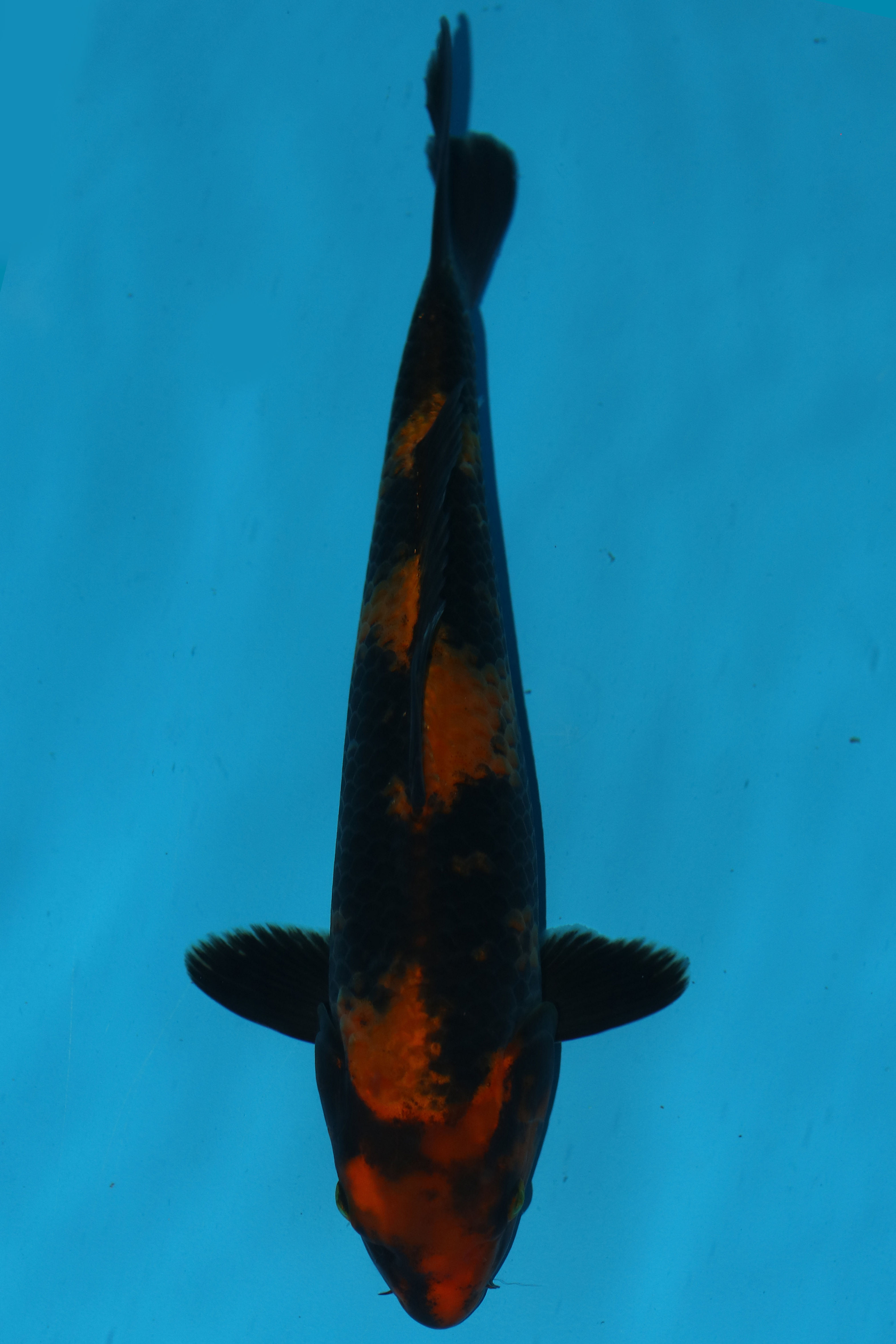 29cm Hi Utsuri. Ref: B107