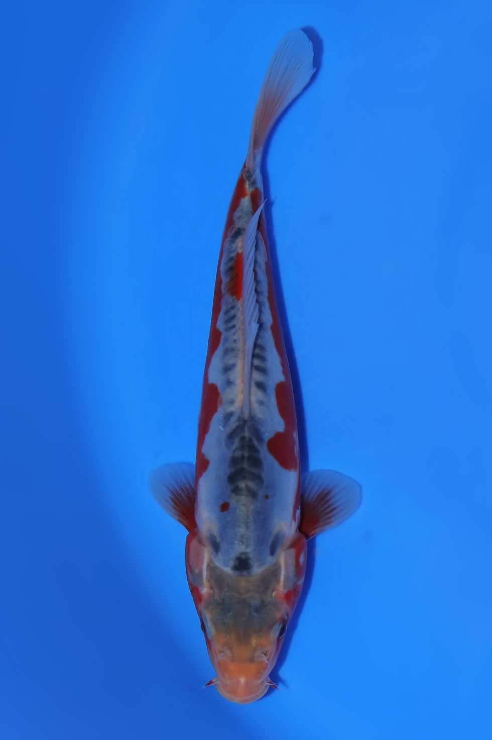 Individual Koi for Sale | New Forest Koi 15/21