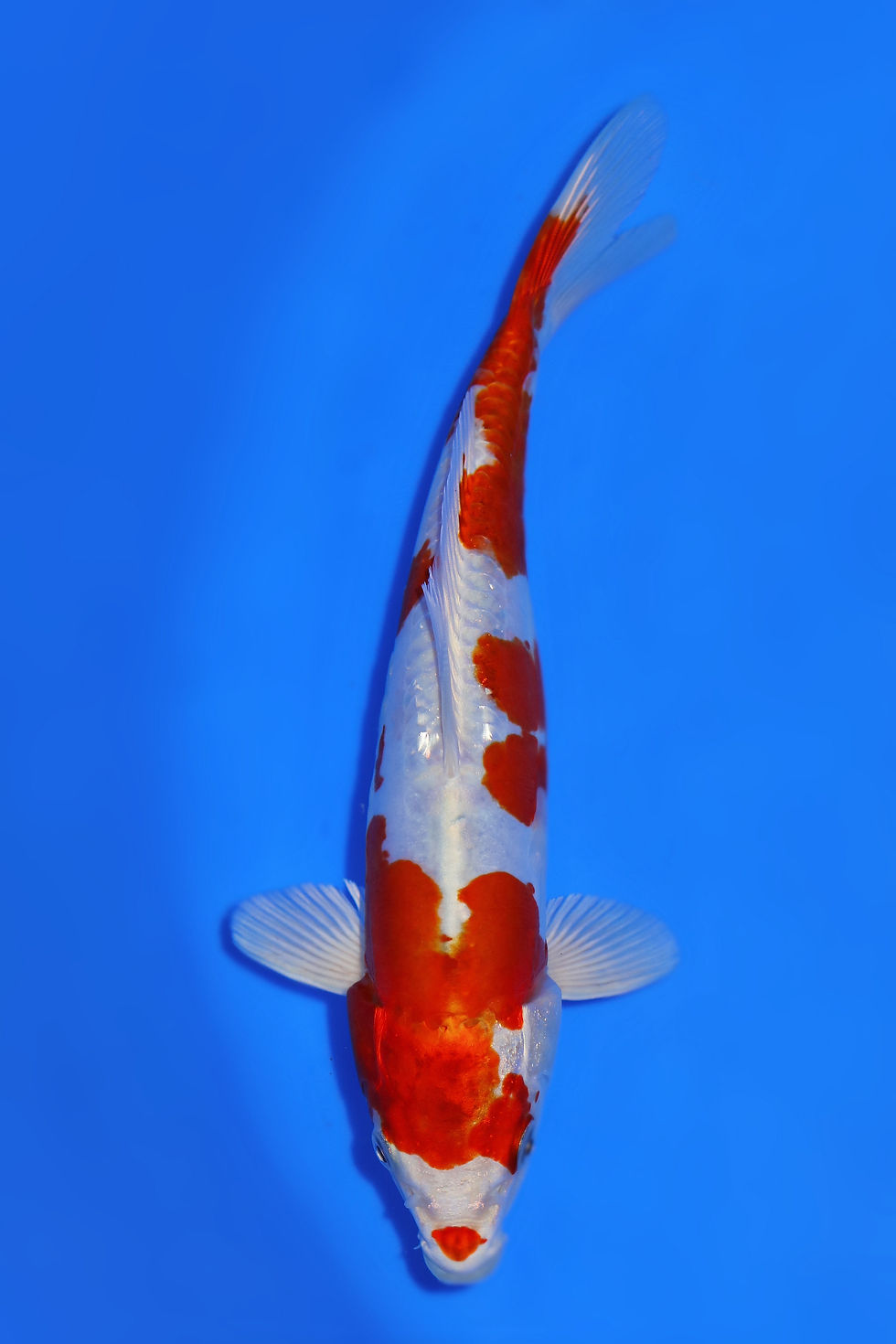 Home | New Forest Koi 2/10